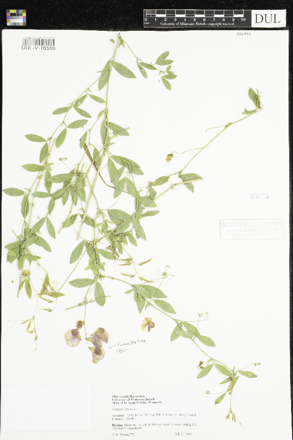 Lathyrus tuberosus image