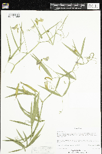 Lathyrus sylvestris image