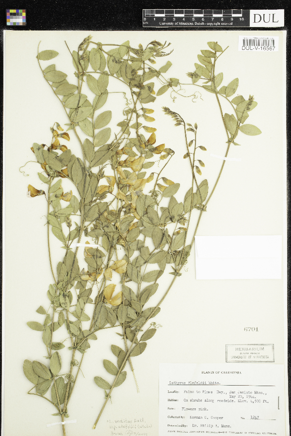 Lathyrus vestitus subsp. alefeldii image