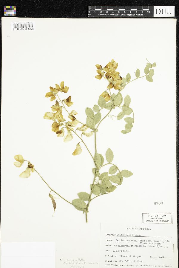 Lathyrus vestitus subsp. laetiflorus image
