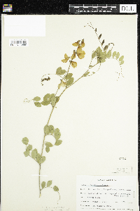 Lathyrus vestitus subsp. laetiflorus image