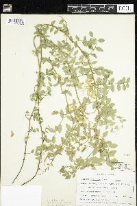 Lathyrus vestitus subsp. laetiflorus image
