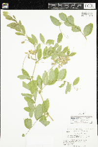 Lathyrus venosus image