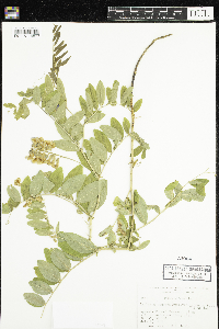 Lathyrus venosus image