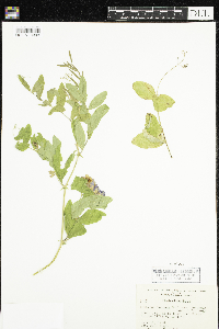 Lathyrus venosus image