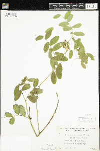 Lathyrus venosus image