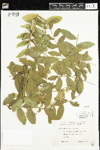 Lathyrus venosus image