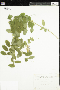 Lathyrus venosus image