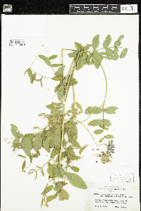 Lathyrus venosus image