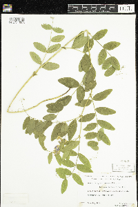 Lathyrus venosus image