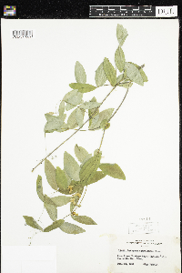 Lathyrus ochroleucus image