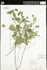 Lathyrus japonicus image