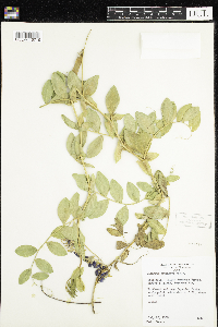 Lathyrus japonicus image