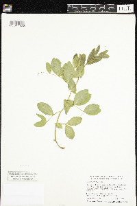 Lathyrus japonicus image