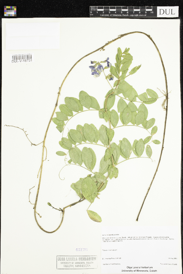 Lathyrus japonicus image