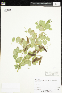 Lathyrus japonicus image