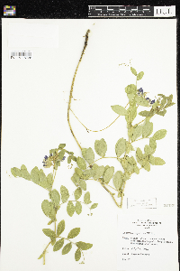 Lathyrus japonicus image