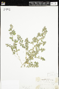 thumbnail image of current specimen
