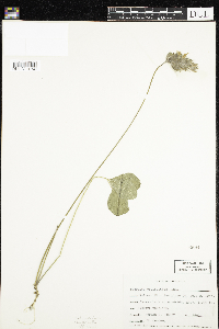 Image of Hoita orbicularis