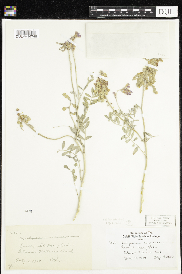 Hedysarum boreale subsp. boreale var. boreale image