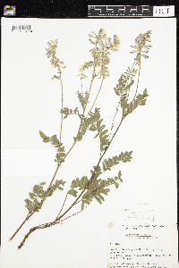 Hedysarum alpinum image