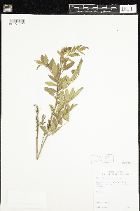 Glycyrrhiza lepidota image