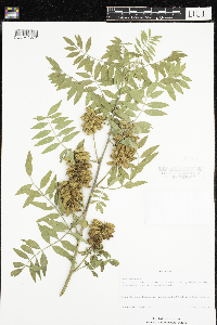 Glycyrrhiza lepidota image