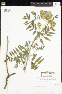 Glycyrrhiza lepidota image