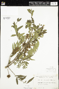 Glycyrrhiza lepidota image