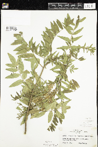 Glycyrrhiza lepidota image