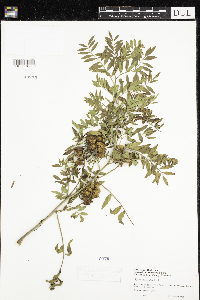 Glycyrrhiza lepidota image