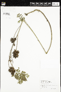 Glycyrrhiza lepidota image