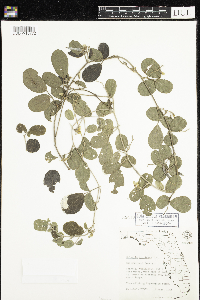 Image of Galactia floridana