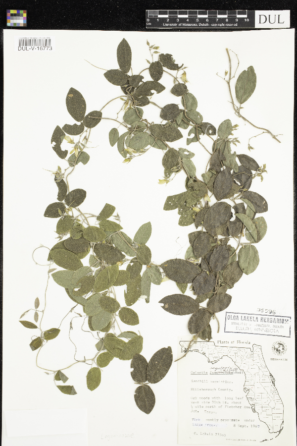 Galactia regularis image
