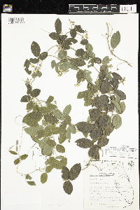 Image of Galactia regularis