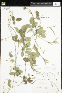 Galactia regularis image