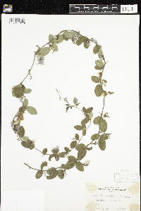 Galactia volubilis image