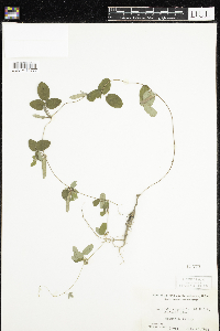Galactia regularis image