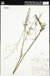 Image of Desmodium sessilifolium
