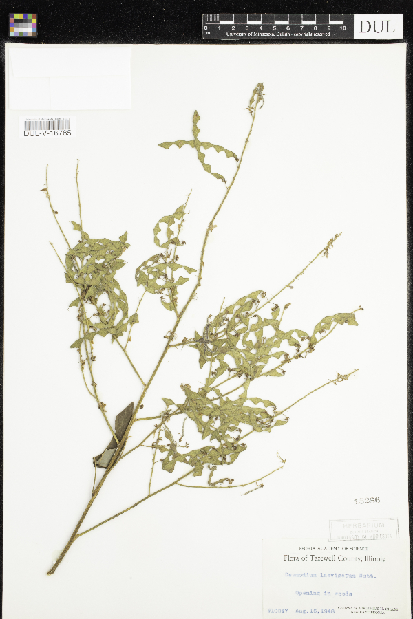 Desmodium laevigatum image