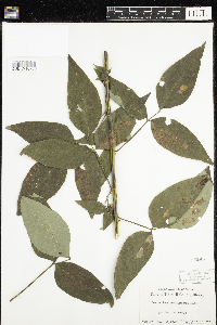 Desmodium laevigatum image