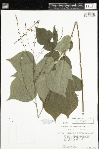 Desmodium glutinosum image