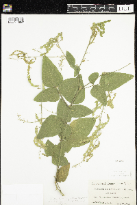 Desmodium cuspidatum image