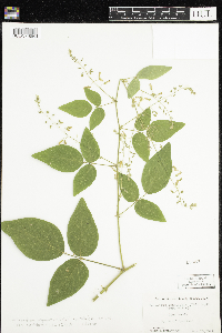 Desmodium cuspidatum image