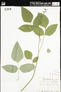 Desmodium cuspidatum image