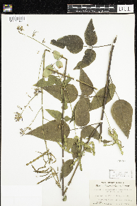 Desmodium cuspidatum image