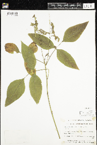 Desmodium cuspidatum image