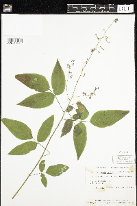 Desmodium cuspidatum image