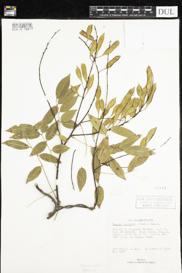 Derris scandens image