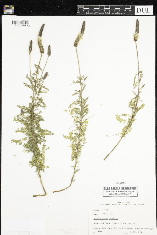 Dalea albiflora image